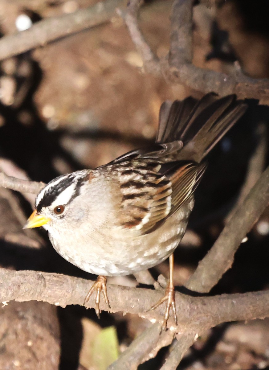 White-crowned Sparrow (Yellow-billed) - ML615262341
