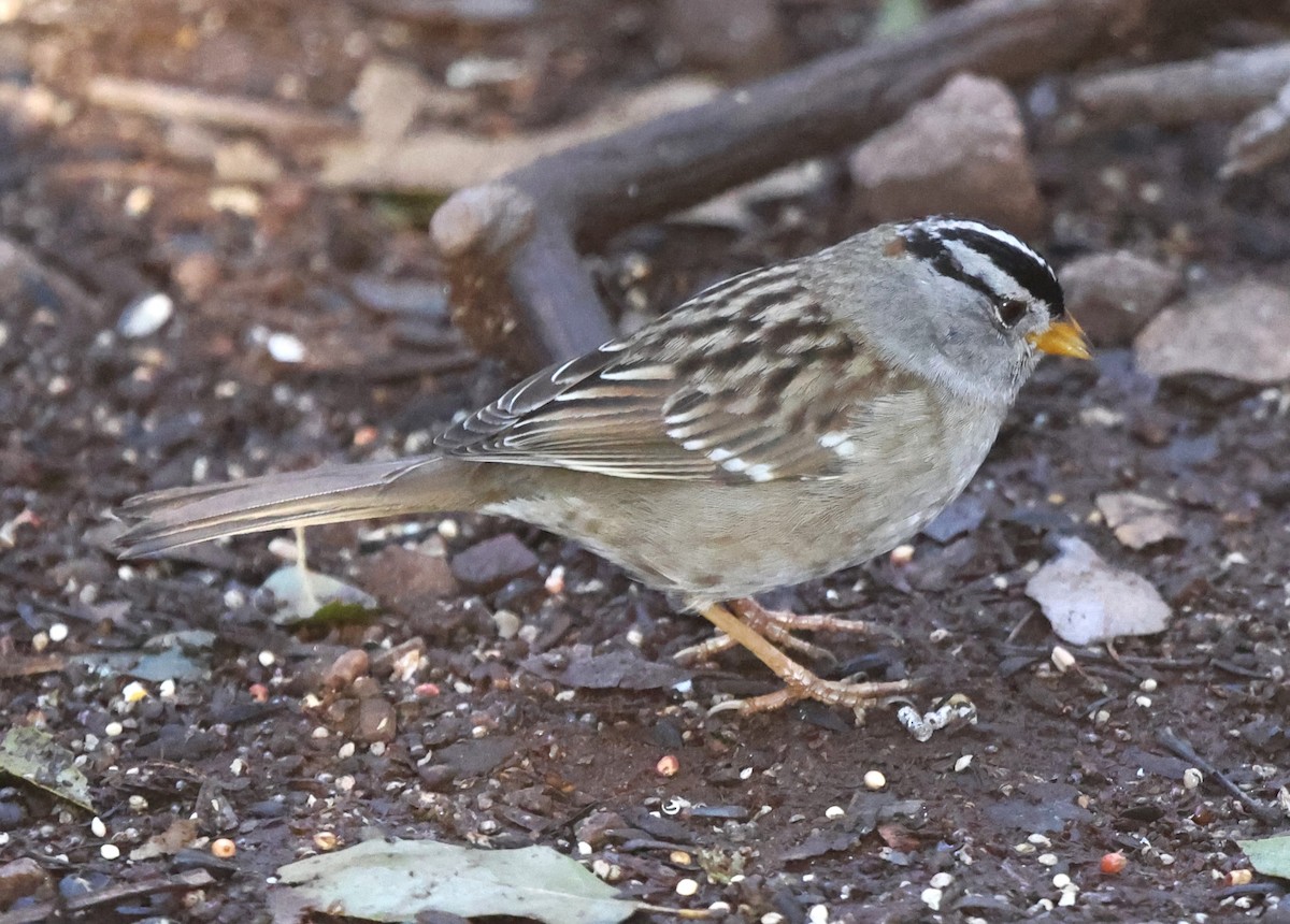White-crowned Sparrow (Yellow-billed) - ML615262355