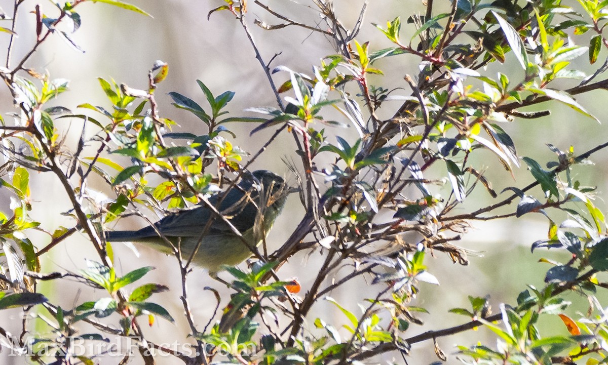 Orange-crowned Warbler - ML615262615