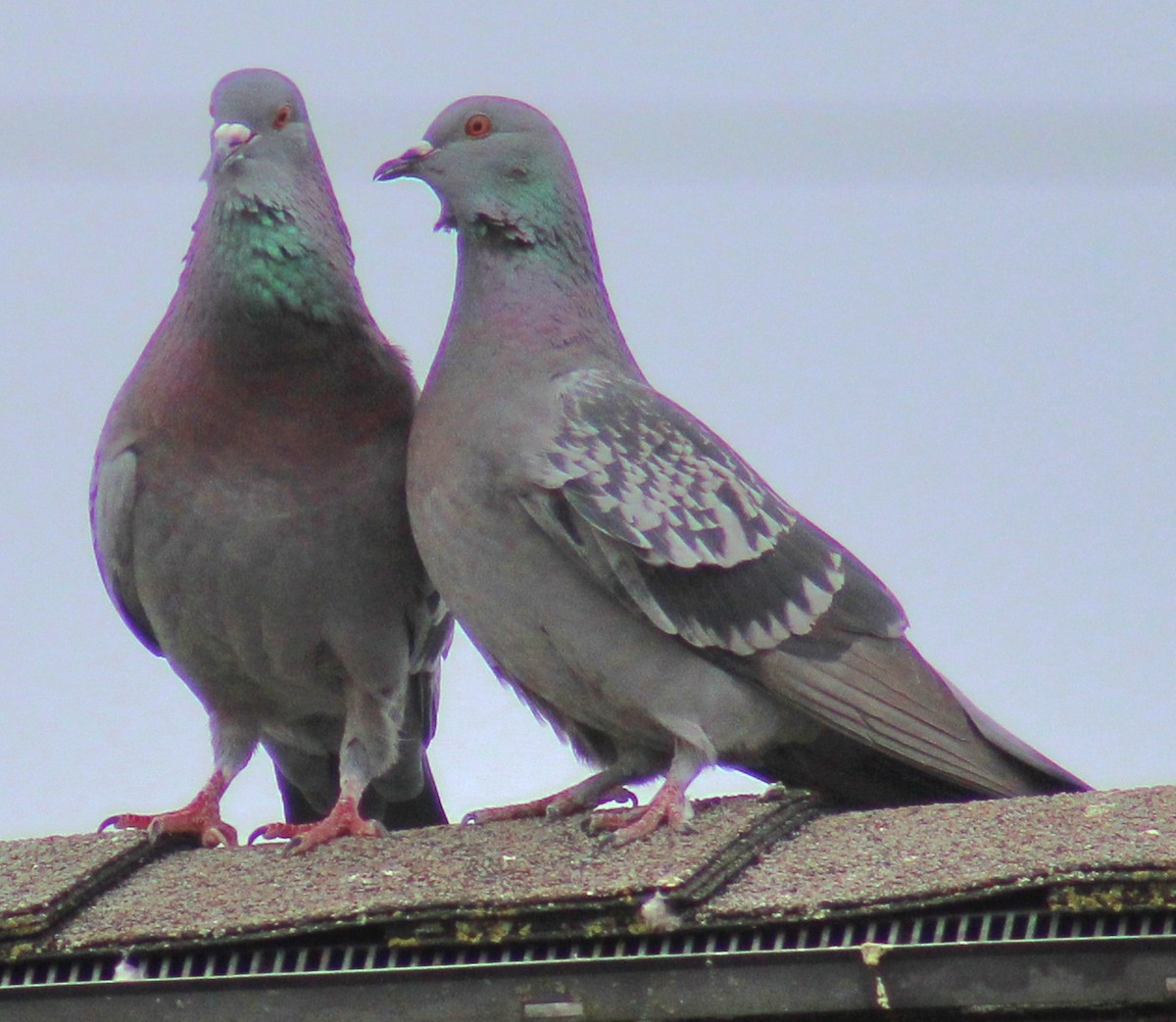 Rock Pigeon (Feral Pigeon) - ML615262692