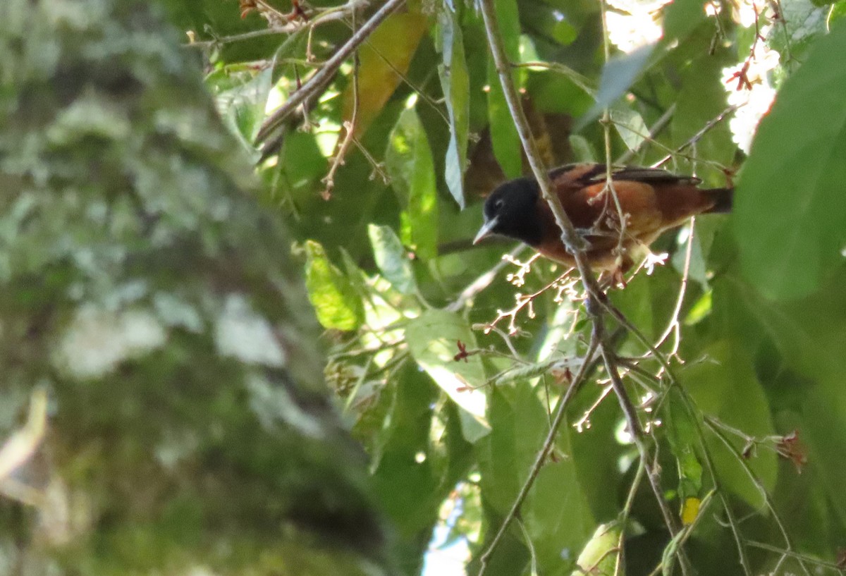 Orchard Oriole - ML615262908