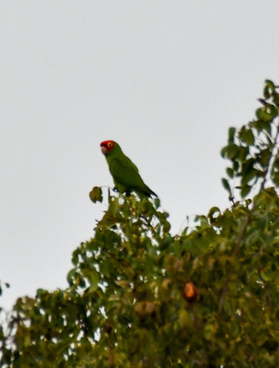 Red-masked Parakeet - DT Bowen 🐦‍⬛🪶