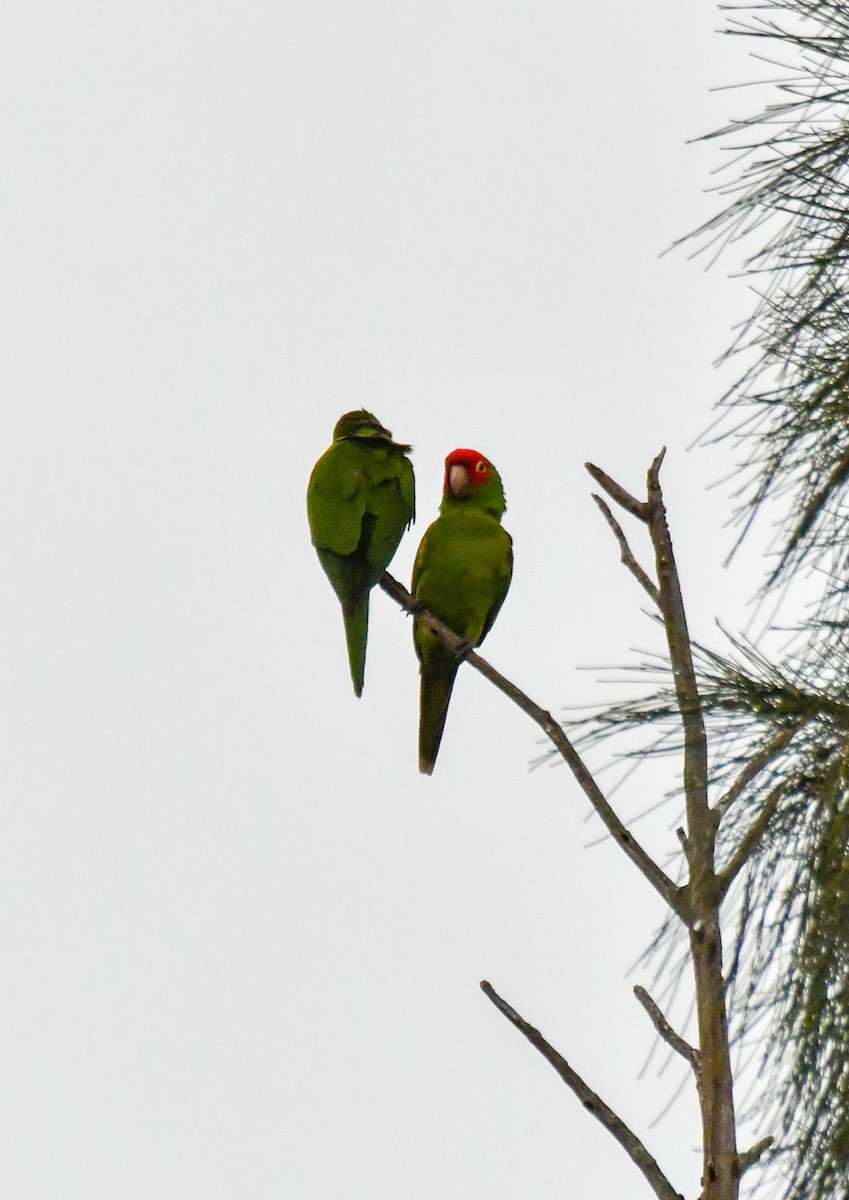Red-masked Parakeet - ML615262982