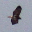 Red-tailed Hawk (borealis) - ML615263003