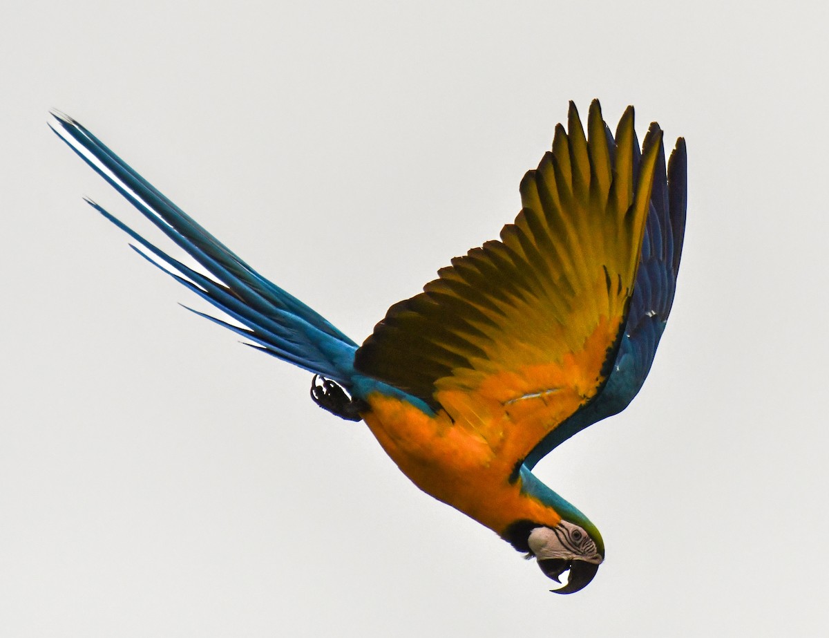 Blue-and-yellow Macaw - ML615263020