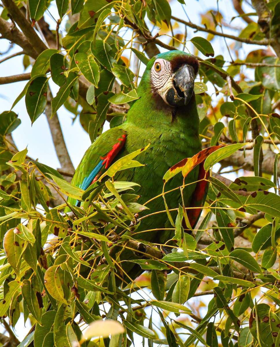 Chestnut-fronted Macaw - ML615263034