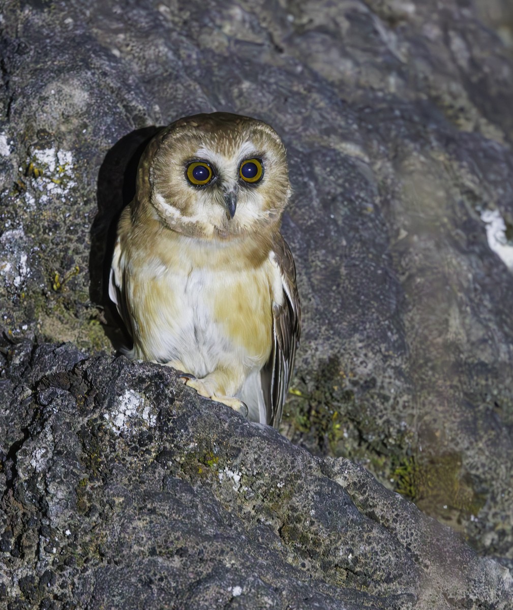 Unspotted Saw-whet Owl - ML615263065