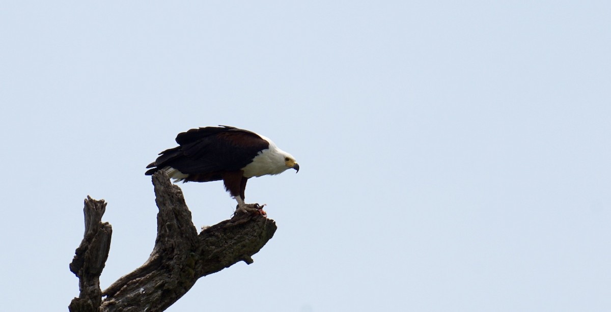 African Fish-Eagle - ML615263608