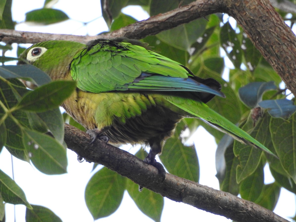 Olive-throated Parakeet (Aztec) - ML615263612
