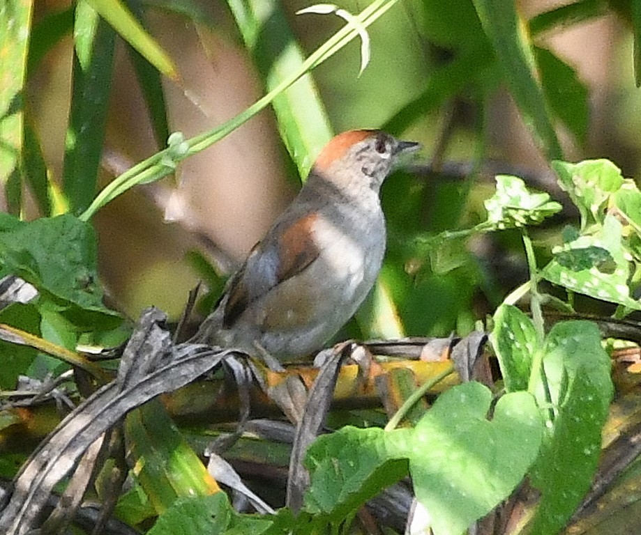 Pale-breasted Spinetail - ML615263801