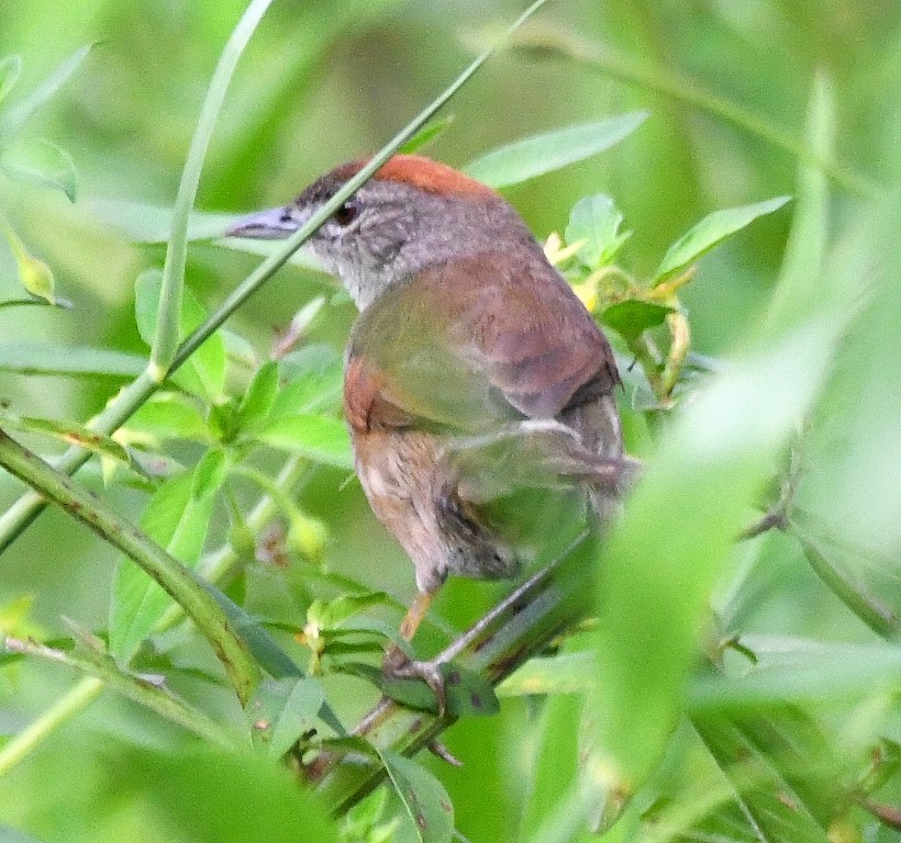 Pale-breasted Spinetail - ML615263805