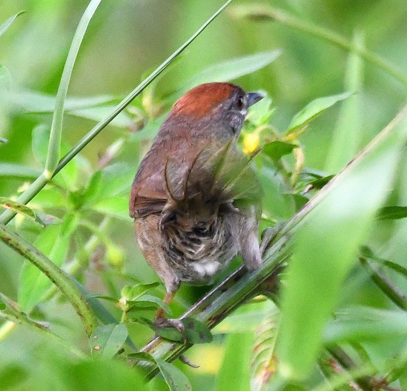 Pale-breasted Spinetail - ML615263806