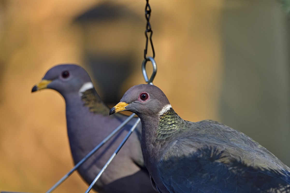 Band-tailed Pigeon - Ken Berke