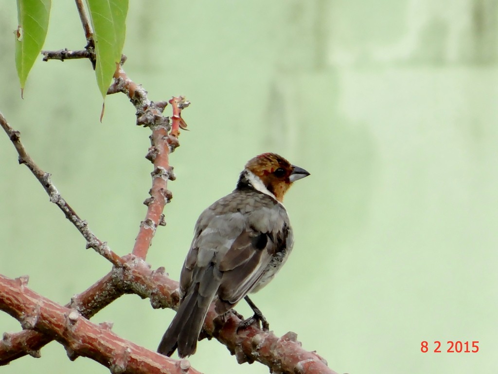 Red-cowled Cardinal - ML615263900