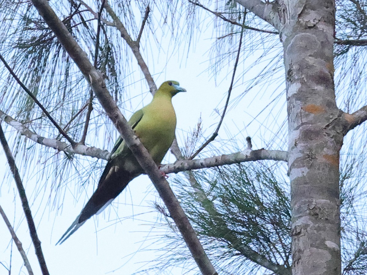 Pin-tailed Green-Pigeon - ML615263928