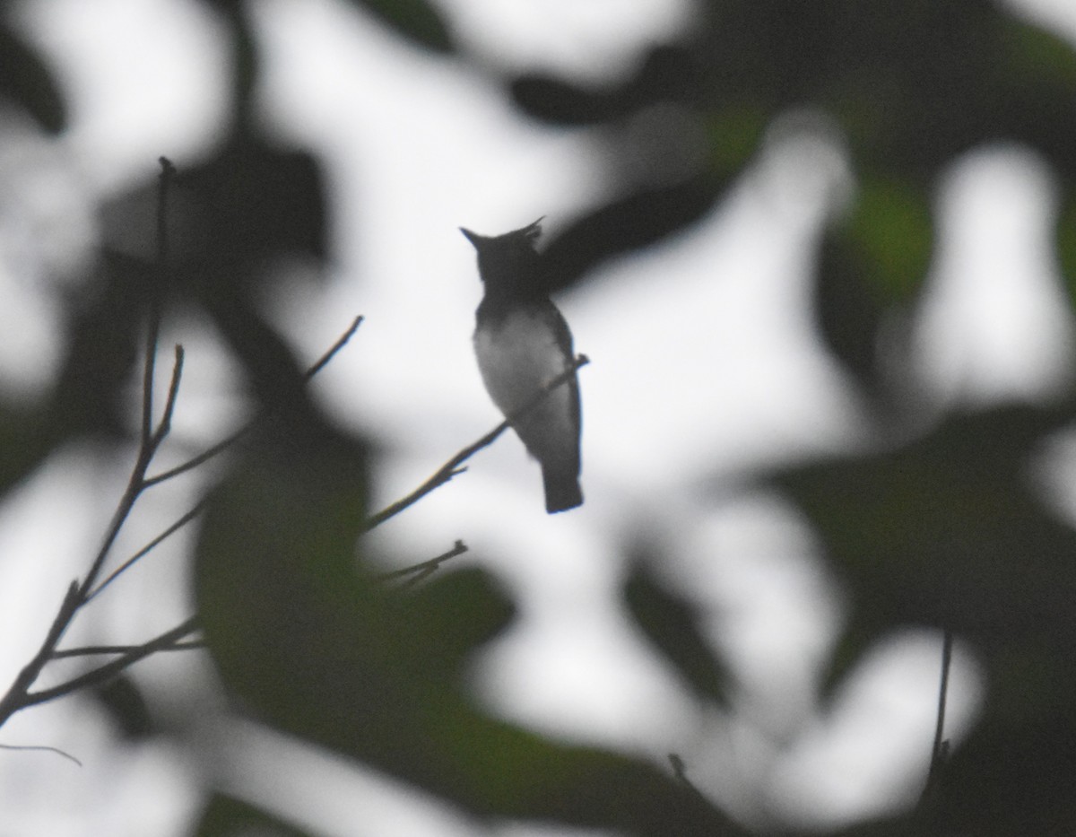 Black-and-white Shrike-flycatcher - Peter Kavouras