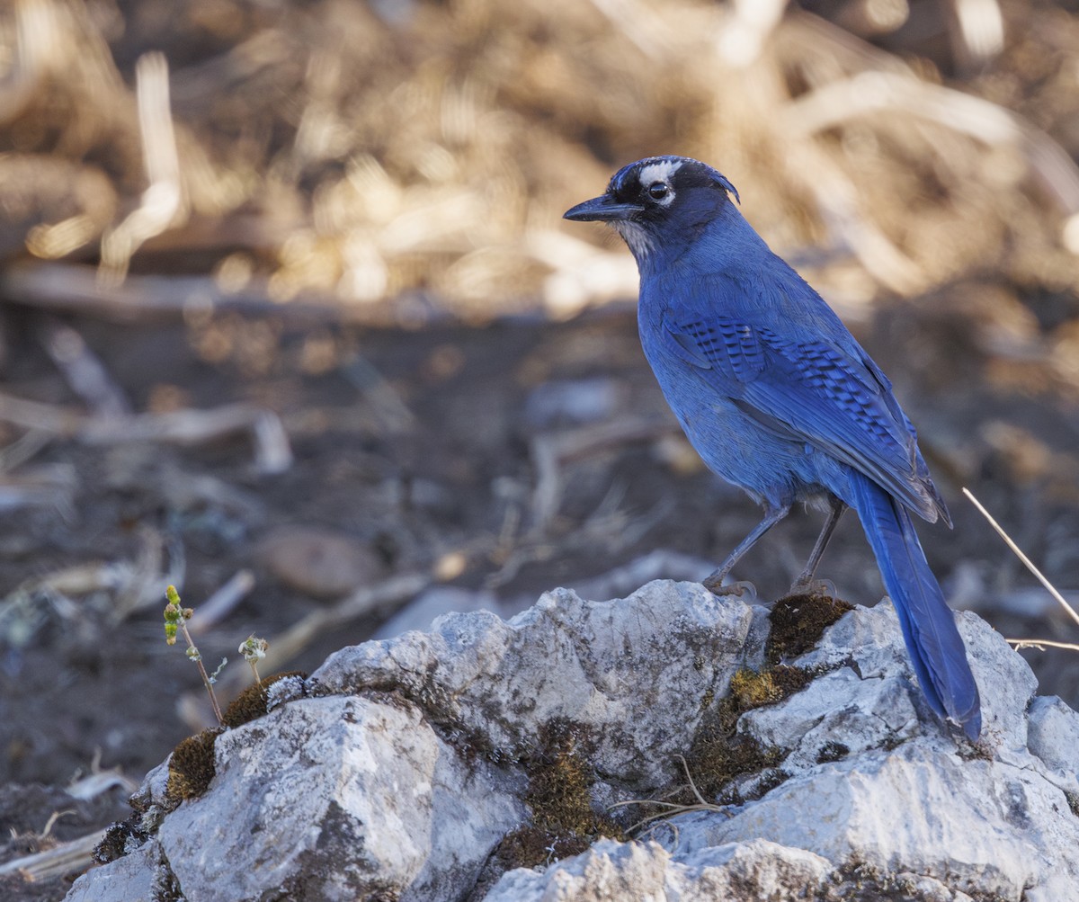 Steller's Jay (Middle American) - ML615264059