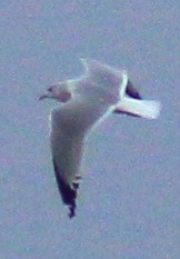 Herring Gull (American) - ML615264147