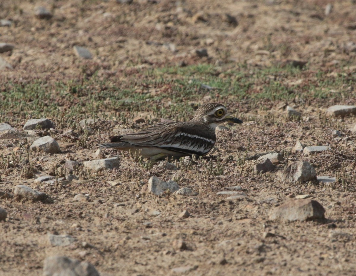 Indian Thick-knee - ML61526421