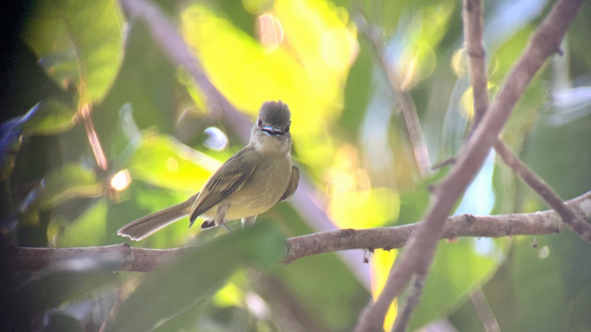 Gray-crowned Flatbill - ML615264294
