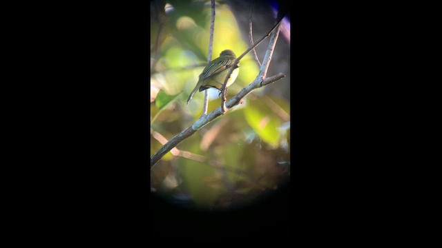 Gray-crowned Flatbill - ML615264315