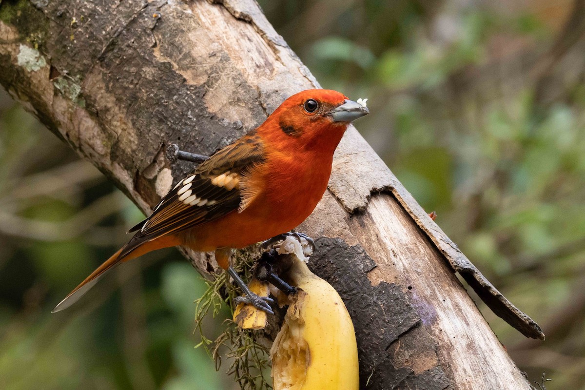 Flame-colored Tanager - ML615264329