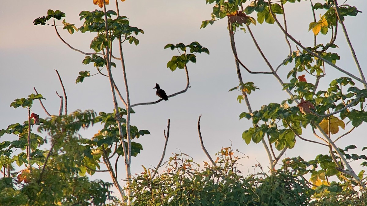 Амазонская зонтичная птица - ML615264333