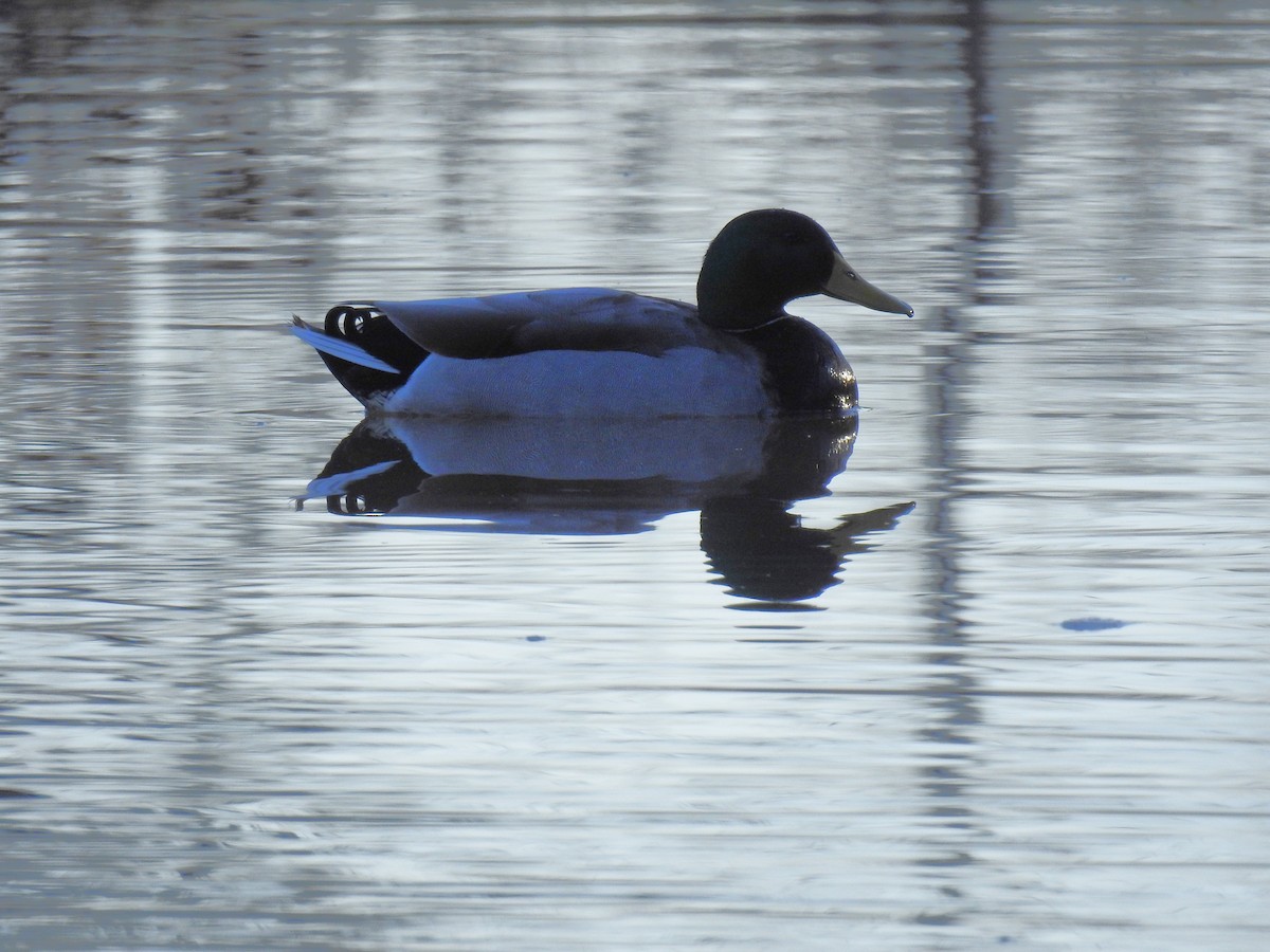 eBird Checklist - 24 Feb 2024 - Elmer W. Oliver Nature Park, Mansfield ...