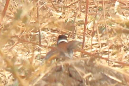 Chestnut-backed Sparrow-Lark - ML615264420