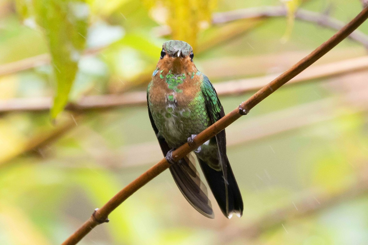 kolibřík subtropický - ML615264482