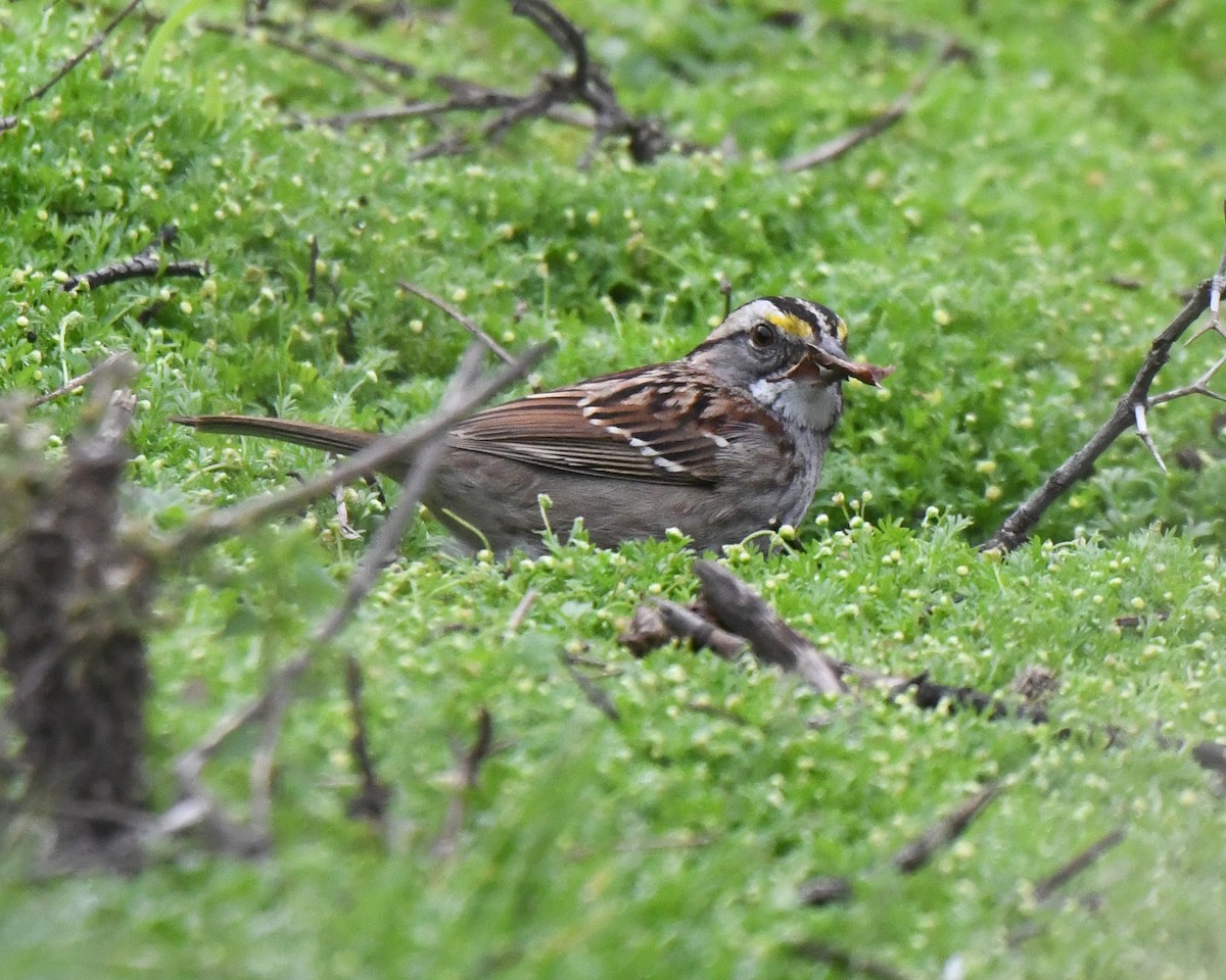 White-throated Sparrow - ML615264653