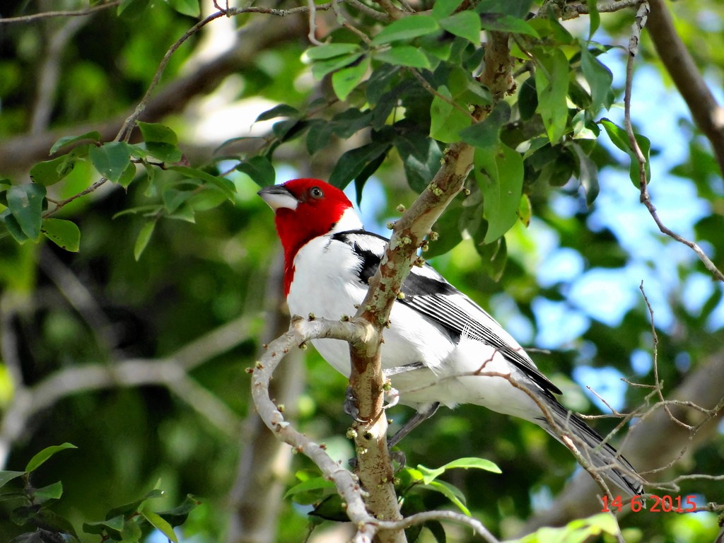 Red-cowled Cardinal - ML615264698