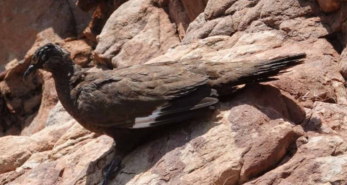 holub kimberleyský - ML615264701