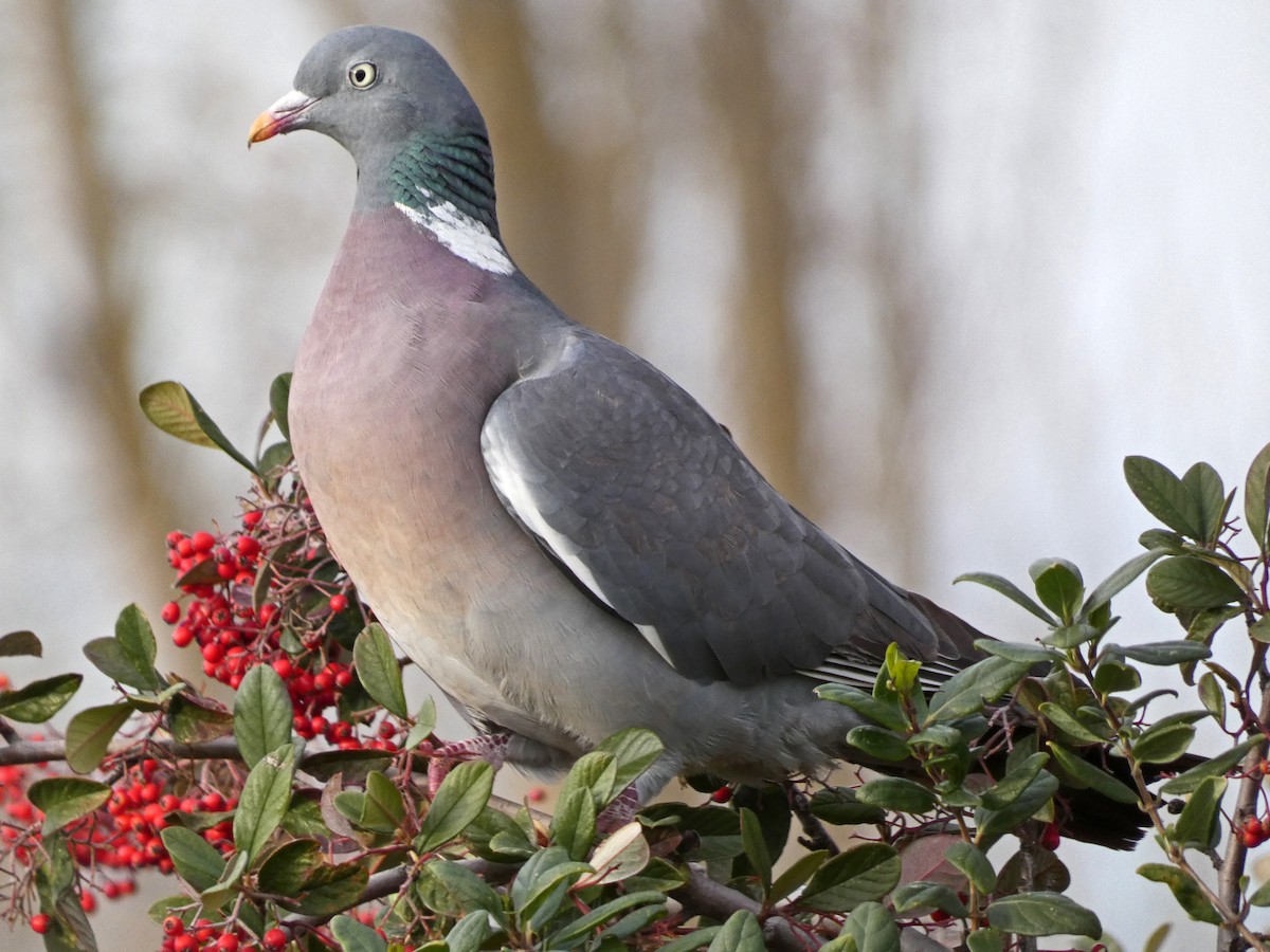 Common Wood-Pigeon - ML615264702