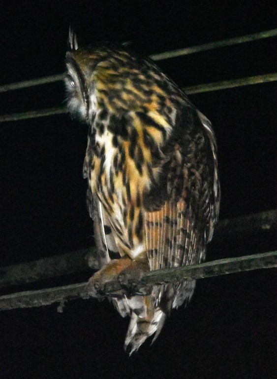 Striped Owl - ML615264861