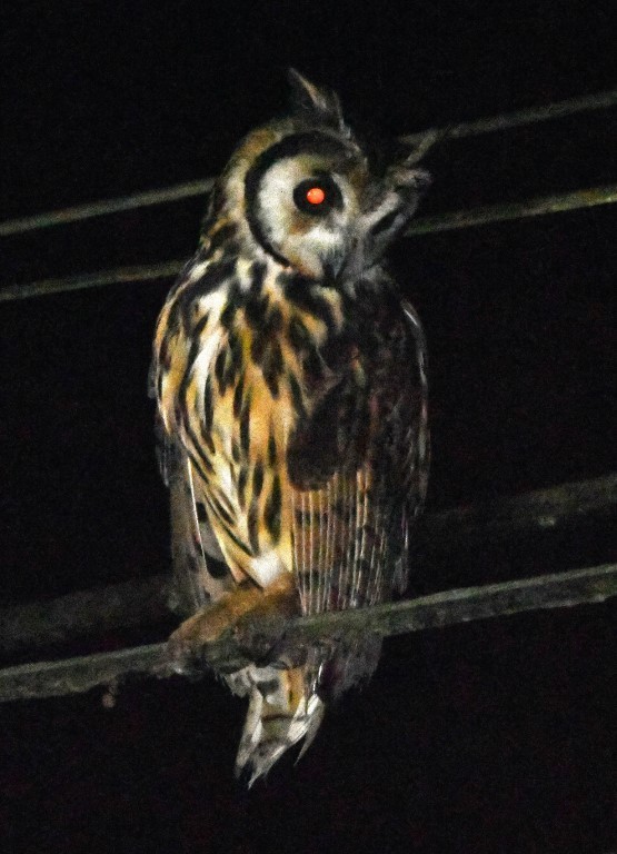 Striped Owl - ML615264862