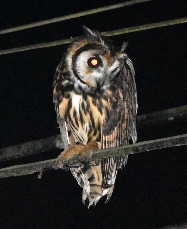 Striped Owl - ML615264865
