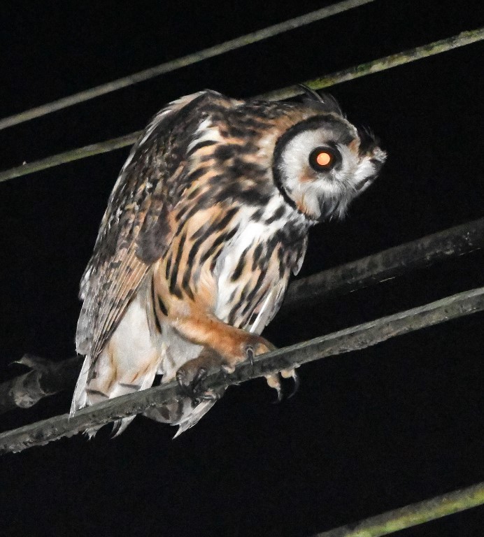 Striped Owl - ML615264866