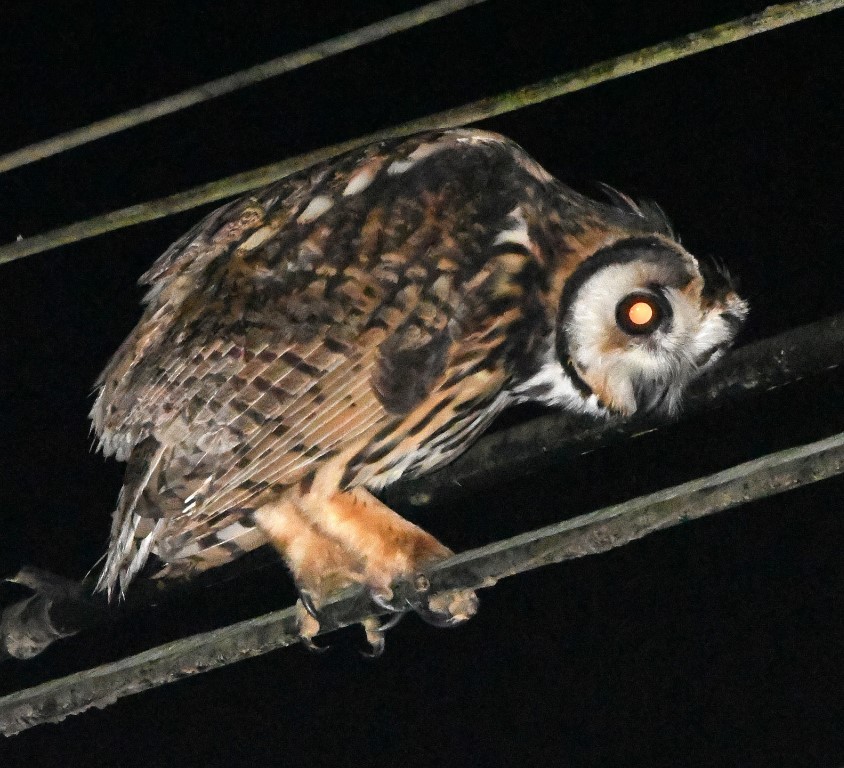 Striped Owl - ML615264868
