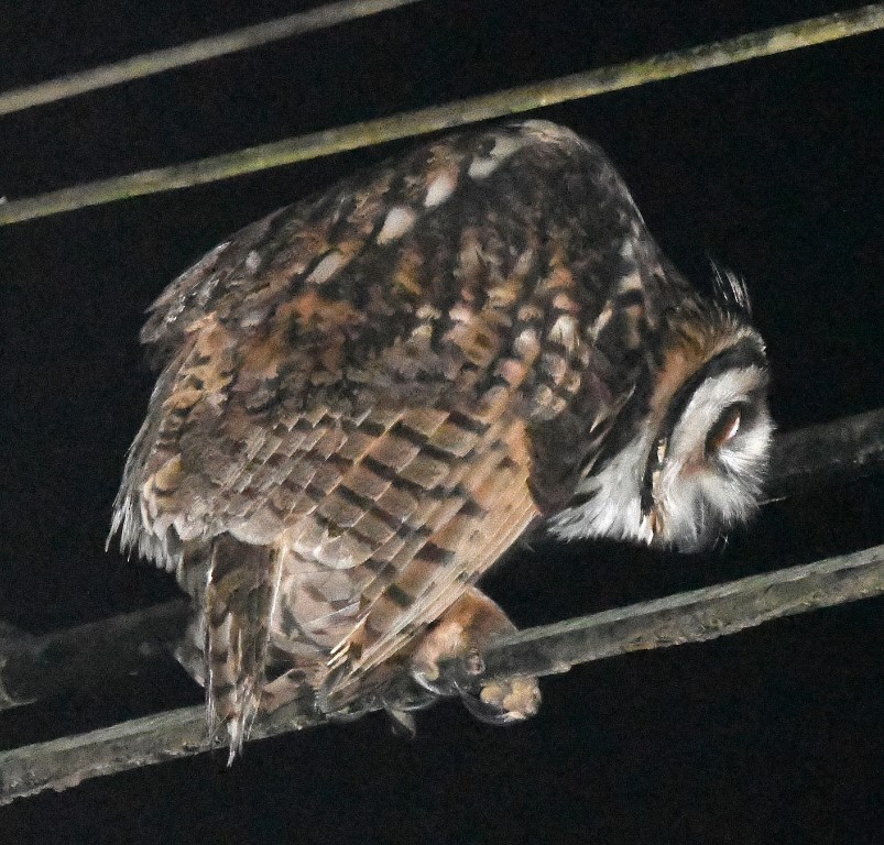 Striped Owl - ML615264869