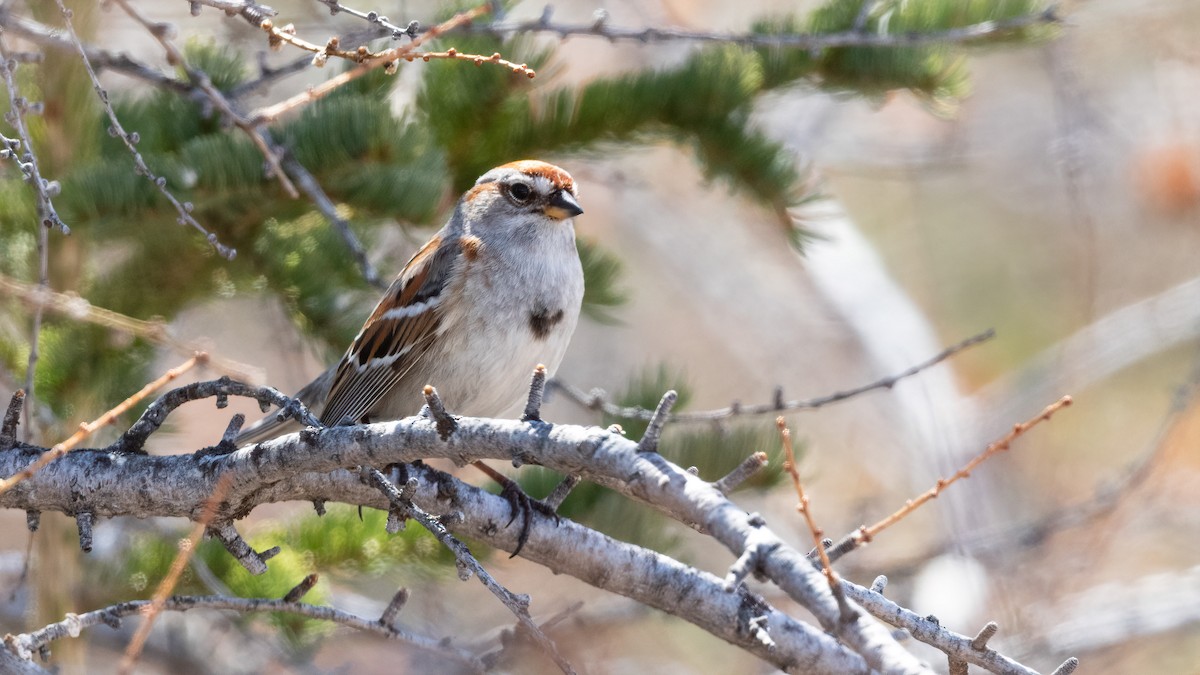 American Tree Sparrow - paul mclelland