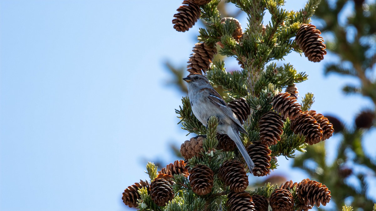 American Tree Sparrow - ML615264938