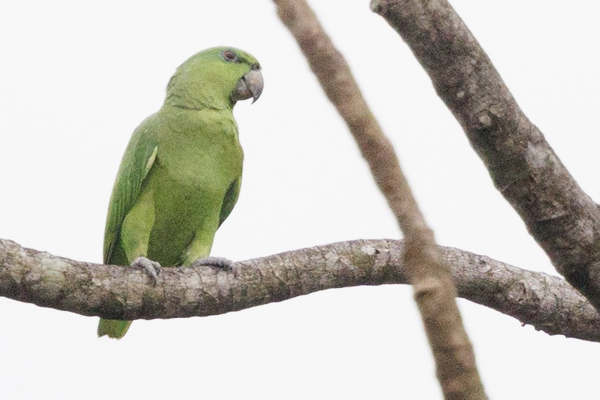 Short-tailed Parrot - Peter Hellman