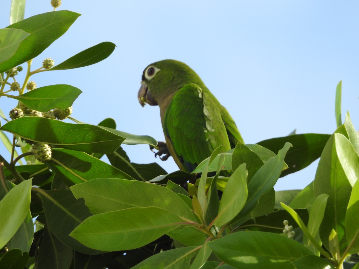 Olive-throated Parakeet (Aztec) - ML615265047