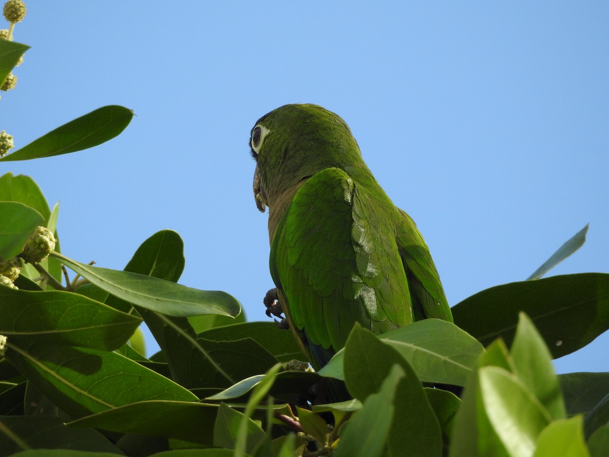 Olive-throated Parakeet (Aztec) - ML615265048