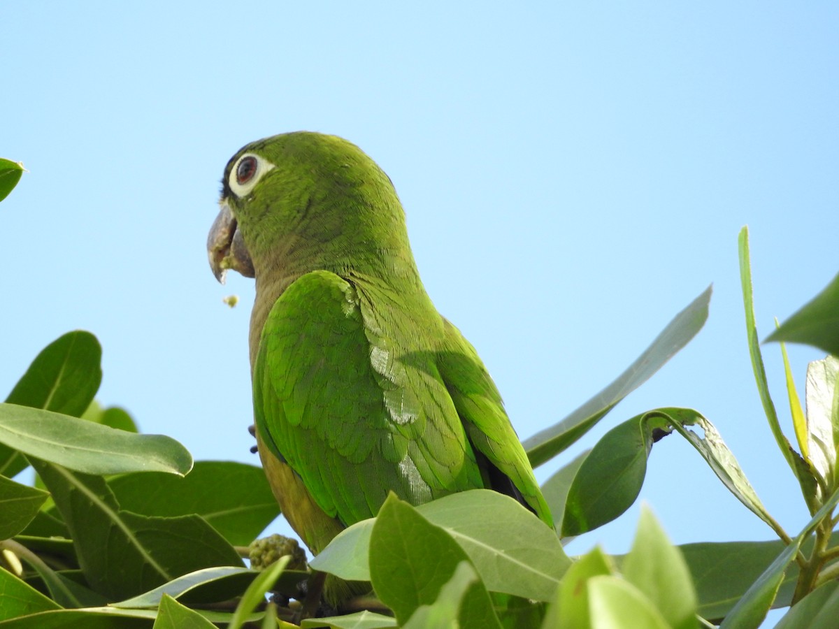 Olive-throated Parakeet (Aztec) - ML615265049