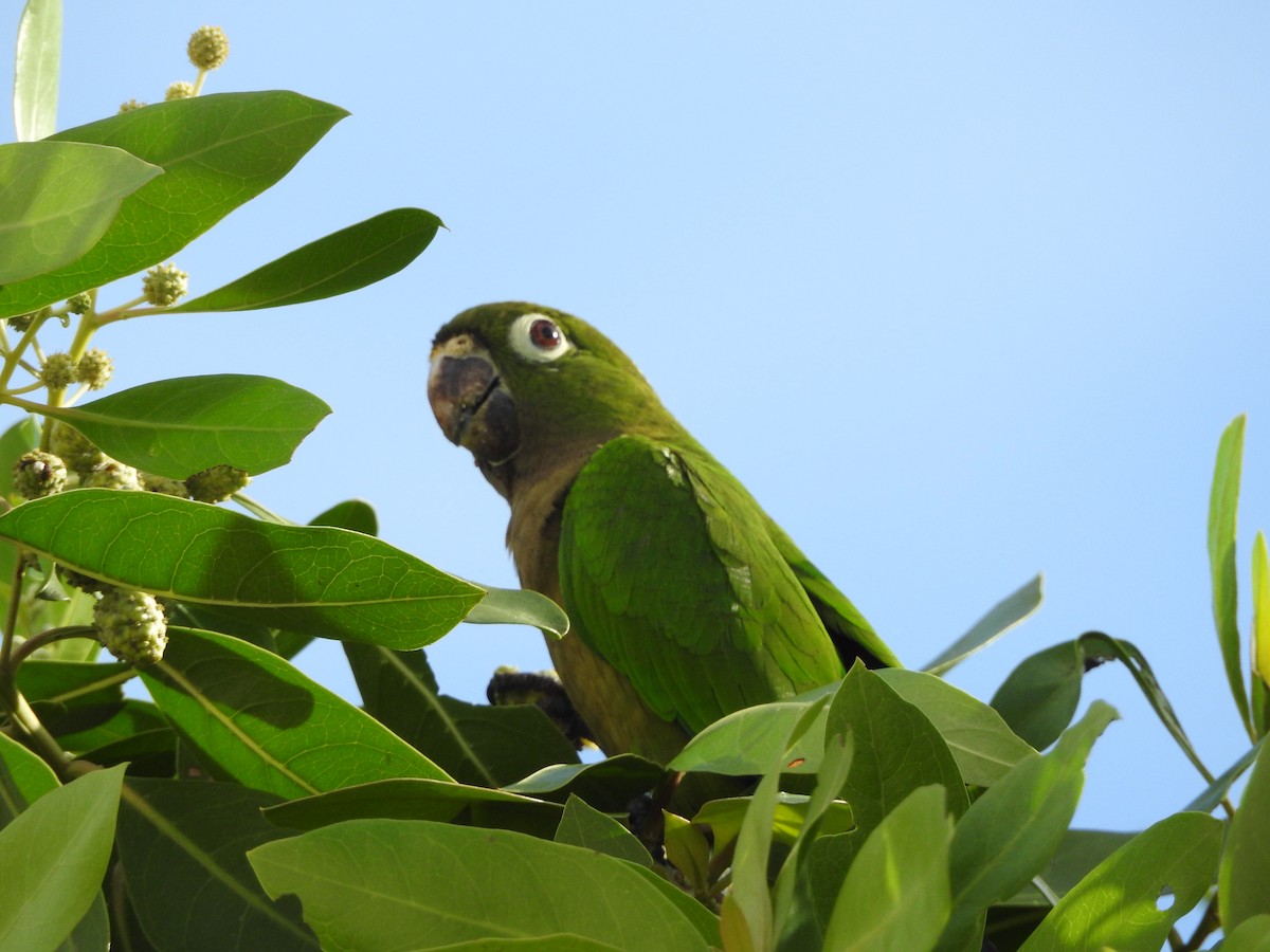 Olive-throated Parakeet (Aztec) - Melanie Furr