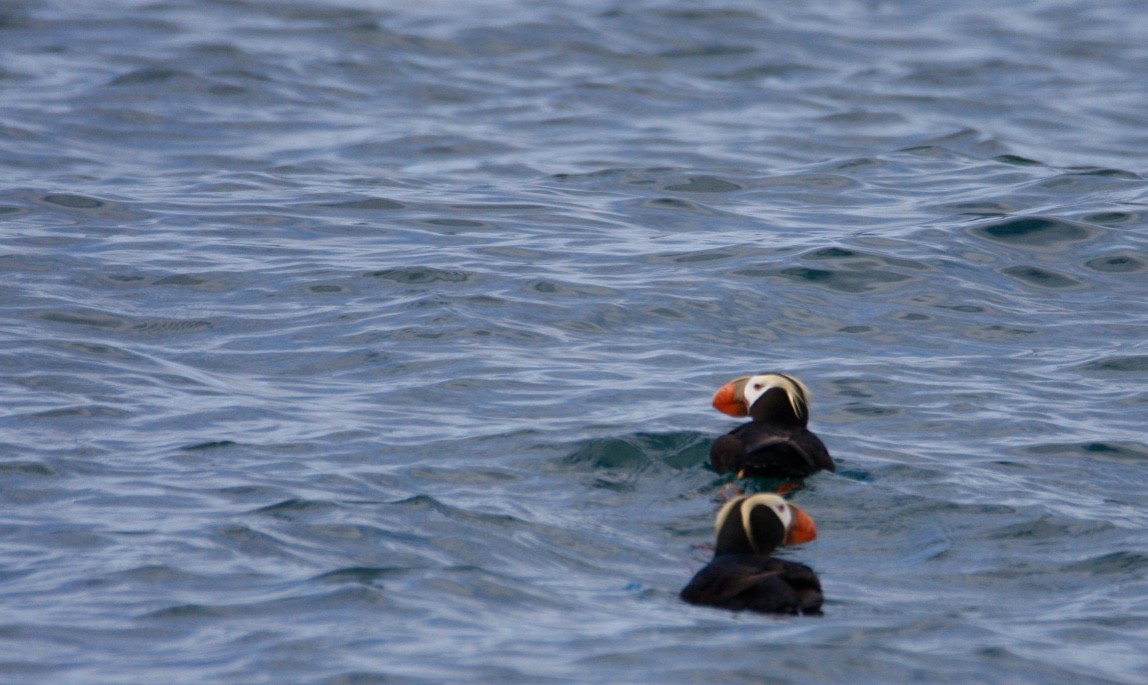 Tufted Puffin - ML615265183