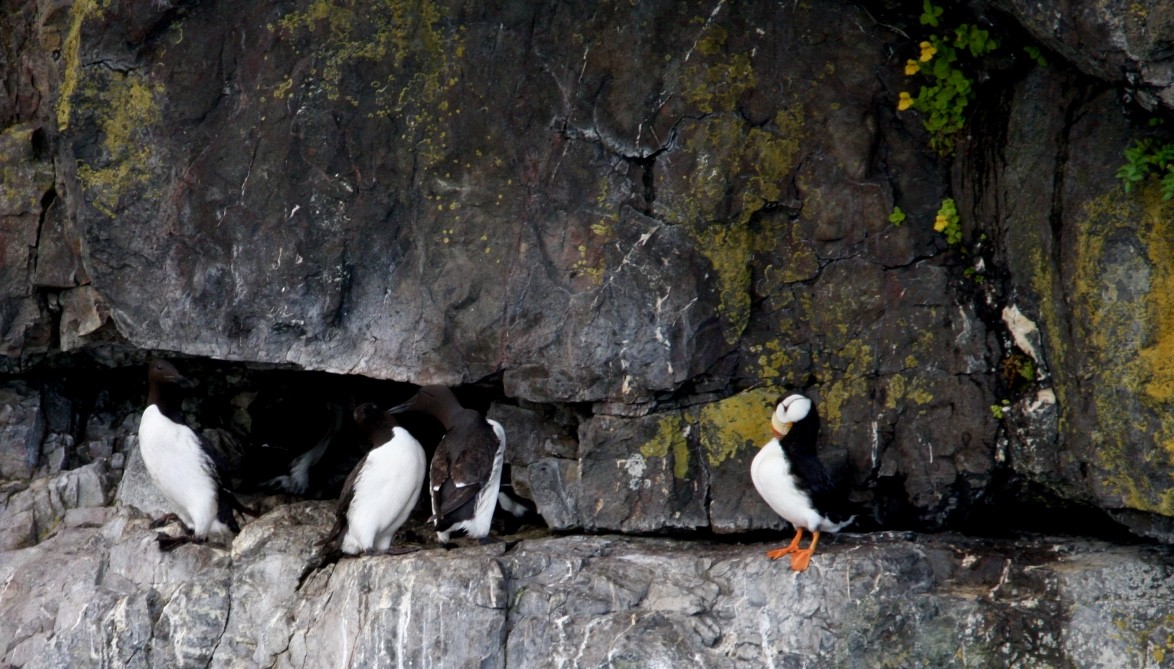 Horned Puffin - ML615265216