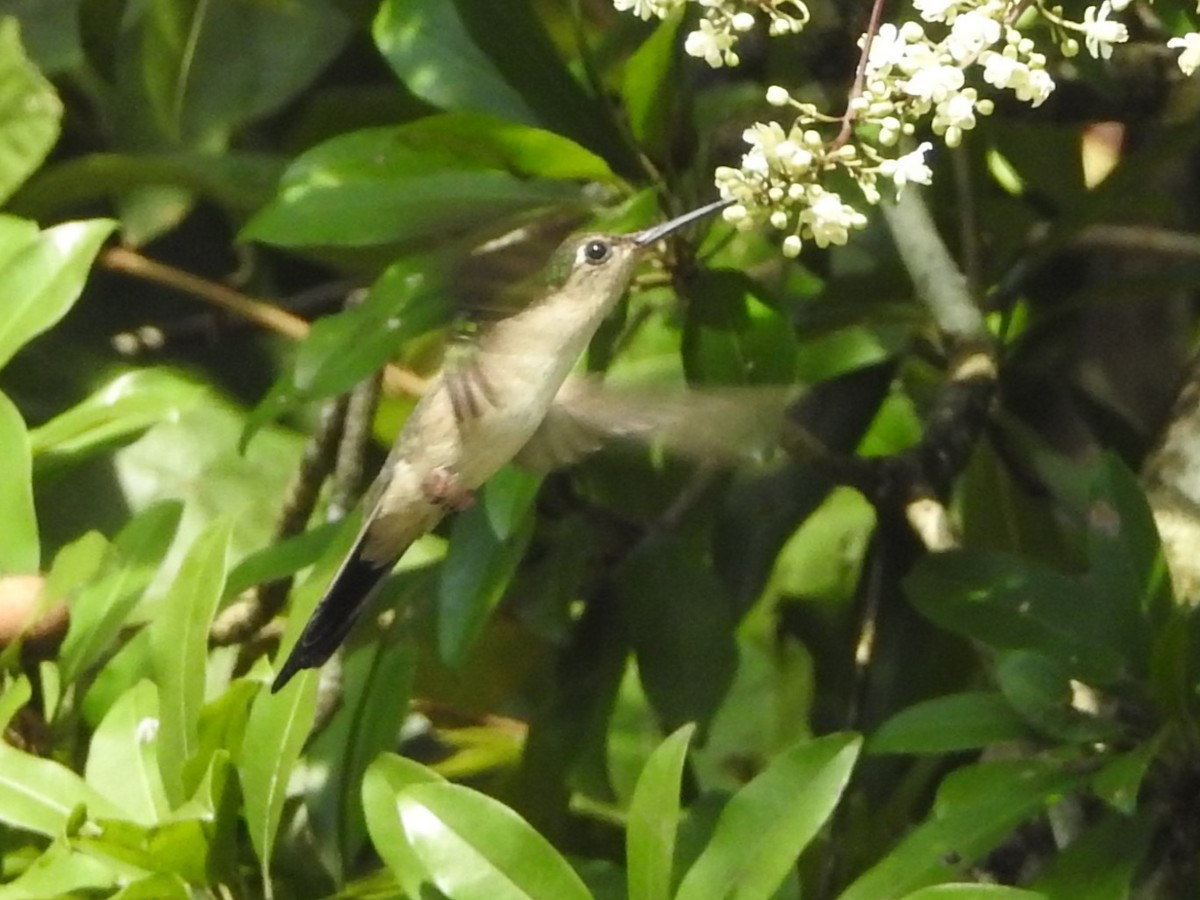 kolibřík klínoocasý (ssp. pampa) - ML615265308